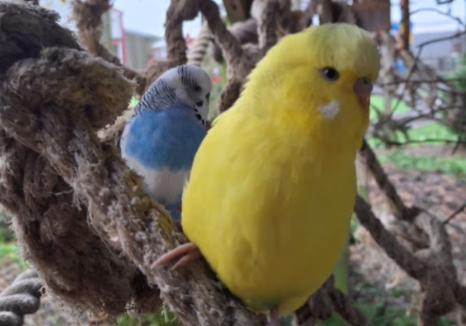 Budgies