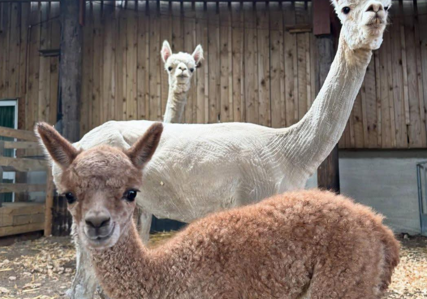 Amazing Alpacas